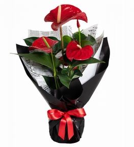 Siyah Ka��tl� K�rm�z� Antoryum �i�e�i
