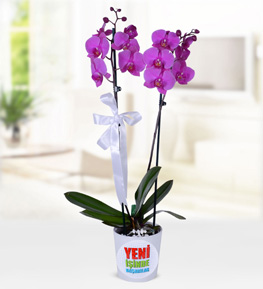 Yeni �� Temal� Mor Orkide