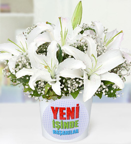 Yeni �� Temal� Beyaz Lilyumlar