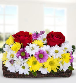 Yatay K�t�k Saks�da Renkli Papatya ve G�ller