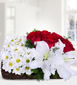 K�t�k Saks�da Papatya K�rm�z� G�l Lilyumlar
