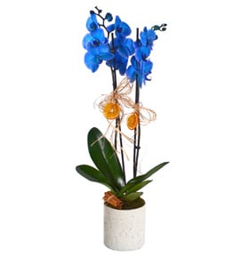 Magic Blue Saks�da Mavi Orkide
