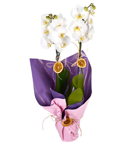 Beautiful Love Beyaz 2 Dall� Orkide