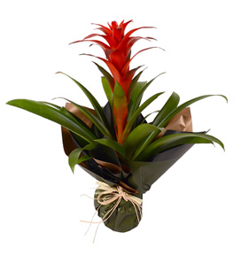 Red Beaut�ful Saks� �i�e�i Guzmania
