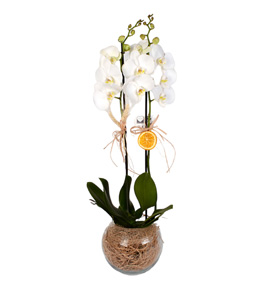 Perfect White Akvaryum Camda 2 Dal Orkide