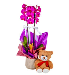 Big Love Orkide ve Ay�c�k