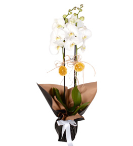 Black White 2 Dall� Beyaz Orkide