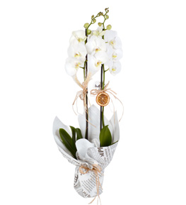 White Dream 2 Dall� Beyaz Orkide
