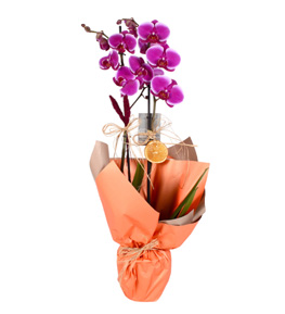 One Beautiful Turuncu Ka��tl� 2 Dall� Mor Orkide