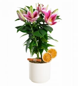 Elegance Serisi Saks�da Pembe Lilyum