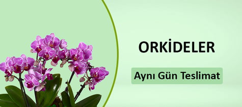 Orkideler